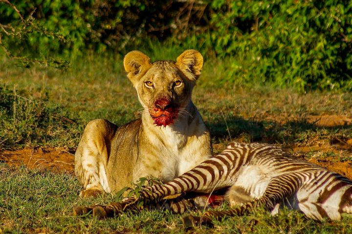 Lion with blood on its face eating a zebra